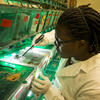 student examining a zebra fish in a lab.
