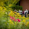 Yellow and pink flowers on Ambler Campus with student group